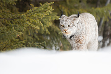 Canadian lynx in the wild