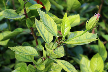Detail of green leaves of a bush