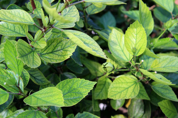 Detail of green leaves of a bush