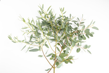 Eucalyptus stem