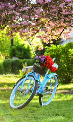 Fototapeta na wymiar Retro style vintage beach cruiser bicycle with basket. Turquoise bicycle park sakura tree pink flowers. Spring leisure. Summer vacation. Hobby and sport. Bike cruiser with tulips. Romantic bicycle