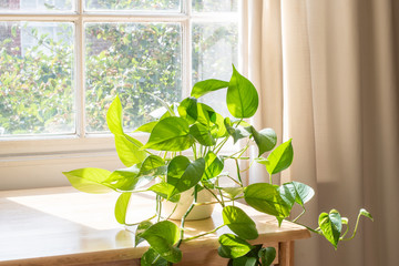 Indoor Devils Ivy houseplant next to a window in a beautifully designed home interior.