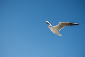 Single seagull flying in blue a sky
