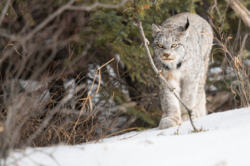 Canadian lynx in the wild