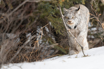 Canadian lynx in the wild