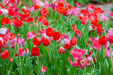 Colorful red tulips grow and bloom in close proximity to one another in tulip flower garden.