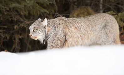 Canadian lynx in the wild