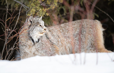 Canadian lynx in the wild
