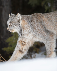 Canadian lynx in the wild
