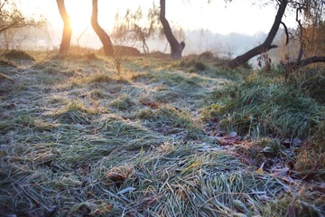 Frosty grass in a park in the golden light of a late November morning