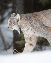 Canadian lynx in the wild