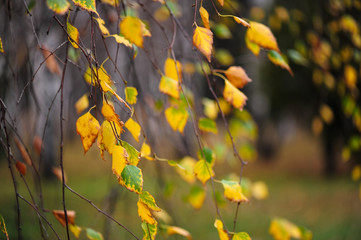 Birch branches with yellow leaves in autumn. Dry autumnal leaves , golden birch tree foliage, bright yellow sunshine, autumn park, seasons change, fall nature
