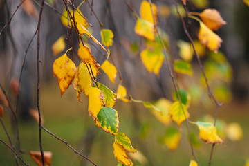 Birch branches with yellow leaves in autumn. Dry autumnal leaves , golden birch tree foliage, bright yellow sunshine, autumn park, seasons change, fall nature