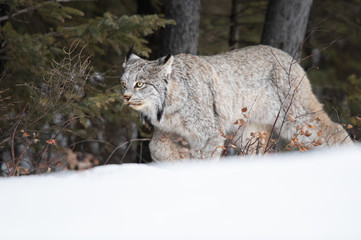 Canadian lynx in the wild