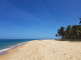 palm tree on the beach