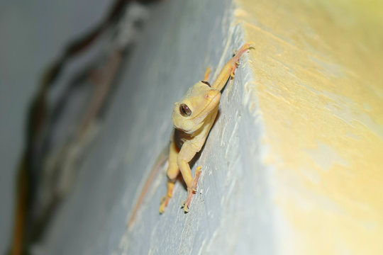 house gecko lizard on wall close up, reptile common Asian nocturnal predator species tail