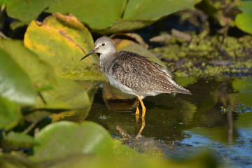 Greater Yellow Legs