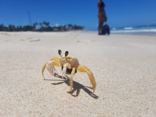 crab on the beach 