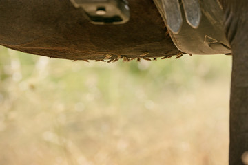 Flies on the belly of a black horse