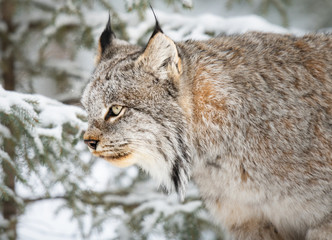 Canadian lynx in the wild