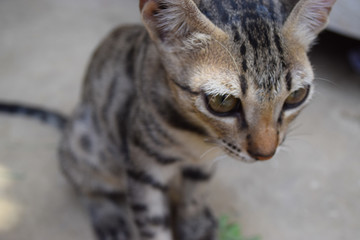 Young block cute kitten portrait close up, cat pet domestic animal mammal photo