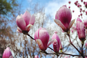 Magnolia soulangeana, or pink tulip magnolia bloom