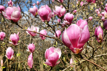 Obraz na płótnie Canvas Magnolia soulangeana, or pink tulip magnolia bloom