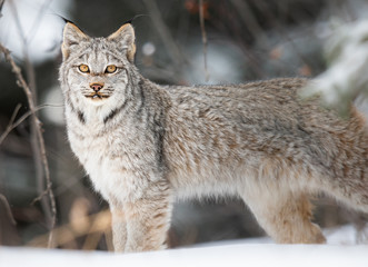Obraz premium Ryś kanadyjski na wolności