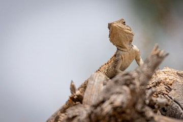 Gecko camouflage in the sun