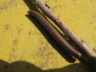 Close up of a millipede on a yellow painted surface, Tarragona, Spain
