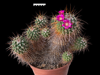 The Cactus Mammillaria Compressa Blooms, Age Thirty Years Old, The Birthplace of Mexico. Isolated On Black Background