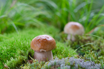 Beautiful porcini mushrooms in their natural habitat. Soft selective focus