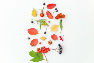 Autumn floral composition. Plants viburnum rowan berries dogrose fresh flowers colorful leaves isolated on white background. Fall natural plants ecology wallpaper concept Flat lay top view copy space