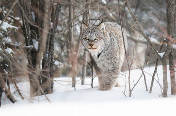 Canadian lynx in the wild