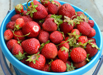 harvest in a bucket full of red strawberries in the hands of a woman