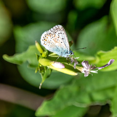 Fototapeta na wymiar Papillon sur une fleur