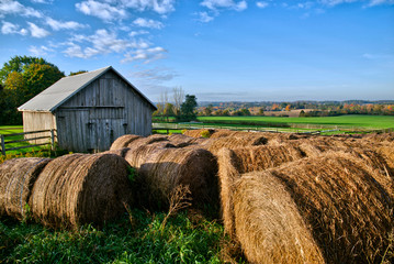 The hay rolls on a farm field, Georgetown, Ontario, Canada. © Elton