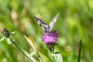Papillon sur une fleur