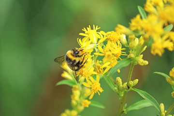 bumblebee collects flower nectar