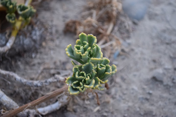 close up green grass wild plant flower, flora leaf wildlife nature outdoors environment wallpaper background