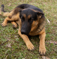 german shepherd dog