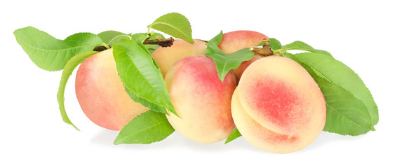 peaches on a branch isolated on white background