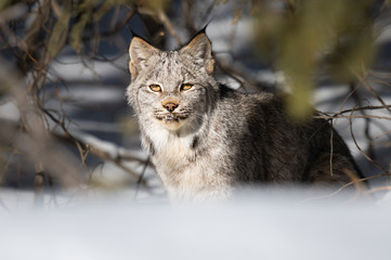 Canadian lynx in the wild