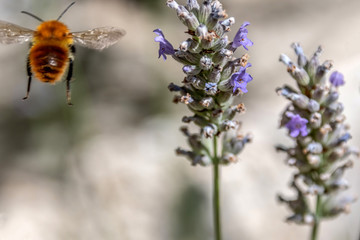 Bourdon sur une fleur
