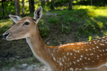 Fallow Deer doe close up in forest of Park Omega Quebec