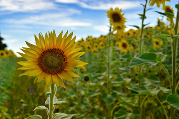 Field of yellow sunflowers against a blue sky