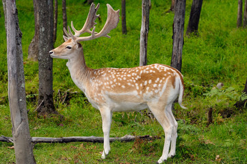 Profile of Fallow deer buck with fuzzy antlers and adams apple at Park Omega Quebec