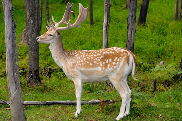 Naklejka na ściany i meble Profile of Fallow deer buck with fuzzy antlers and adams apple at Park Omega Quebec