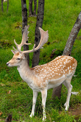 Naklejka na ściany i meble Fallow Deer buck with growing antlers in an open forest at a Quebec nature preserve