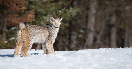 Canadian lynx in the wild